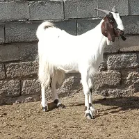 بز پاکستانی