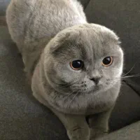 واگذاری گربه اسکاتیش