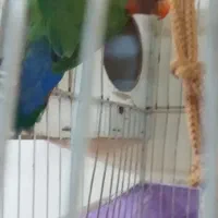 کوتوله جفت،دستی،مولد،معاوضه|پرنده|مشهد, فاطمیه|دیوار