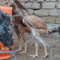 تخم مرغ لاری|حیوانات مزرعه|قزوین, |دیوار