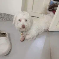 گم شدن بک سگ پاکوتاه خانگی