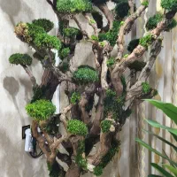 درخت جاودان vip شاهپسند با گلدان مصری بلند