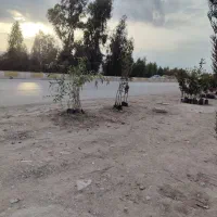 انواع نهال|خدمات باغبانی و درختکاری|سرپل ذهاب, |دیوار