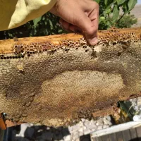 عسل چهل گیاه