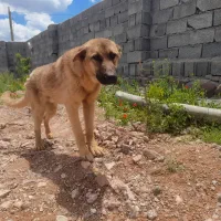 واگذاری سگ برا گله یا باغ