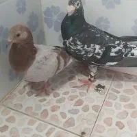 جفت سار