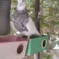 فروش یک جفت طوقی الماسی با یک نر الماسی تک