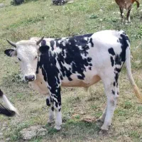 فروش دام|حیوانات مزرعه|مرزن‌آباد, |دیوار