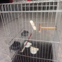 قفس سایز بزرگ برای عروس هلندی ومینا