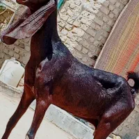 مری ابست دوقلوزا