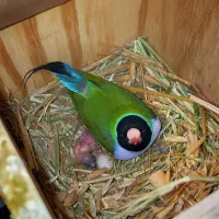 فروش ۳عدد فنچ گلدین ماده مولد