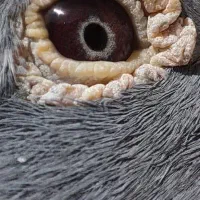 پلاکی مسافتی جان اردن