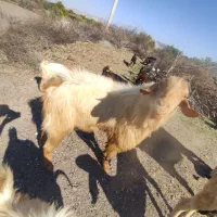 نری|حیوانات مزرعه|رودان, |دیوار