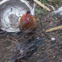 خروس عربی و نیمچه مرغ عربی|حیوانات مزرعه|اهواز, گلستان|دیوار