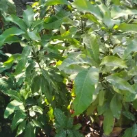 انبه خوشه ای پر ثمر