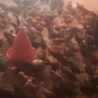 جوجه محلی نژاد شیخ هادیان