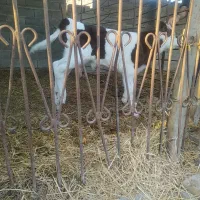 گوساله نر سیمینتال|حیوانات مزرعه|سیمین شهر, |دیوار