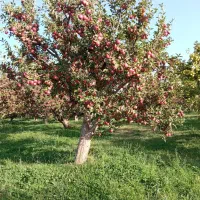 تامین کننده میوه و باربارکنی   ارسباران