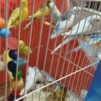 مرغ عشق فنچ قناری پرنده