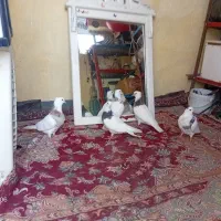 کبوتر