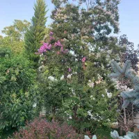 سرایدار ویلا رودهن