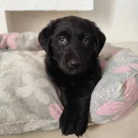 واگذاری توله سگ لابرادور رتریور