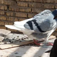 جوجه زیر کت چپ آلبالویی|پرنده|قم, شهید صیاد شیرازی|دیوار