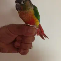 راهب  گرینچک  آوازه خوان