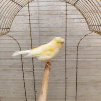 قناری نر گلستر کاکلی آواز خوان عروسک|پرنده|اسلام‌شهر, شهرک سعیدیه|دیوار