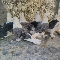 دوکت جکسون|پرنده|اصفهان, ارغوانیه|دیوار