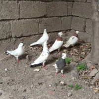 کبوتر تک پر و رنگی|پرنده|رامیان, |دیوار