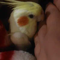 دو عدد عروس هلندی کاملا رام