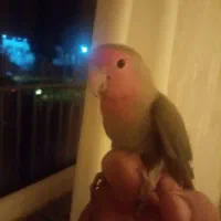 طوطی برزیلی|پرنده|سنندج, |دیوار