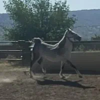 مادیان هفت سال و کره نریان