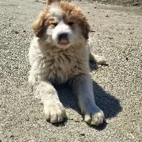 توله ماده قهدریجانی