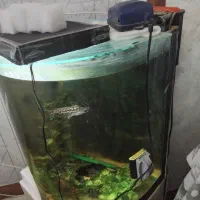 آکواریوم خمیده با تجهیزات کامل و ماهی|ماهی|تهران, مولوی|دیوار