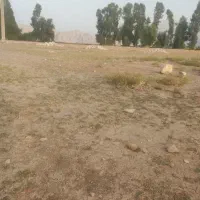 گمشده یک رس بره شیری
