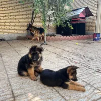 واگذاری توله ژرمن سه ماهه نر و ماده به خانواده|سگ|تبریز, |دیوار