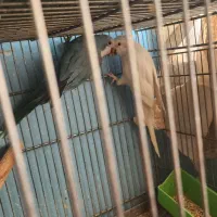 راهب جفت با تخم و بدون تخم