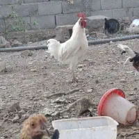 فروش خروس