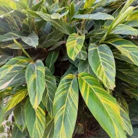 کارشناس مشاور گل و گیاه و باغبانی|خدمات باغبانی و درختکاری|مشهد, هفت تیر (حافظ)|دیوار