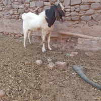 نربز پاکستانی