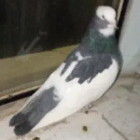 نرابلق سیاه تخته دم|پرنده|کرمانشاه, |دیوار