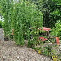 ویلا کنار رودخانه تاب باغی وباربیکیو وجا ماهیگیری|اجارهٔ کوتاه‌مدت ویلا و باغ|رودبنه, |دیوار