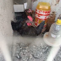 مرغ و خروسی محلی