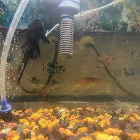 آکواریوم اصلی|ماهی|رشت, جانبازان|دیوار