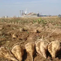 تفاله چغندر پرس شده|حیوانات مزرعه|سرعین, |دیوار