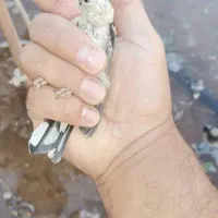 جوجه سهره کوردستان|پرنده|تهران, آرارات|دیوار