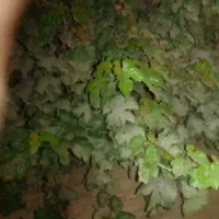 علف حینی وهرس د رخت