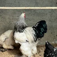 جفت برهما|حیوانات مزرعه|گلوگاه, |دیوار